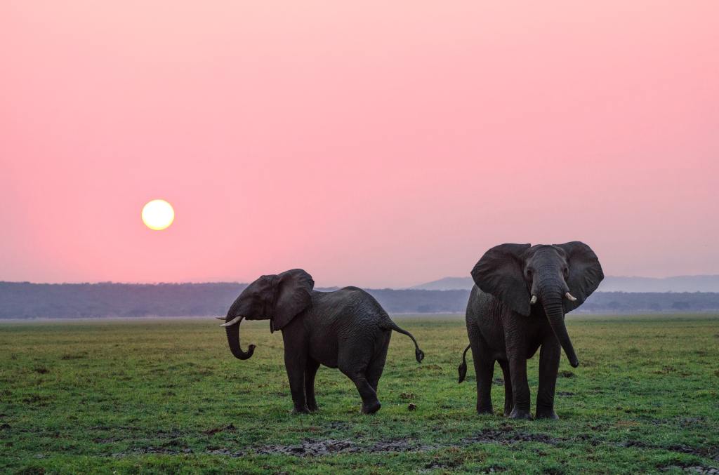 Two elephants standing on grassy plains at sunset.